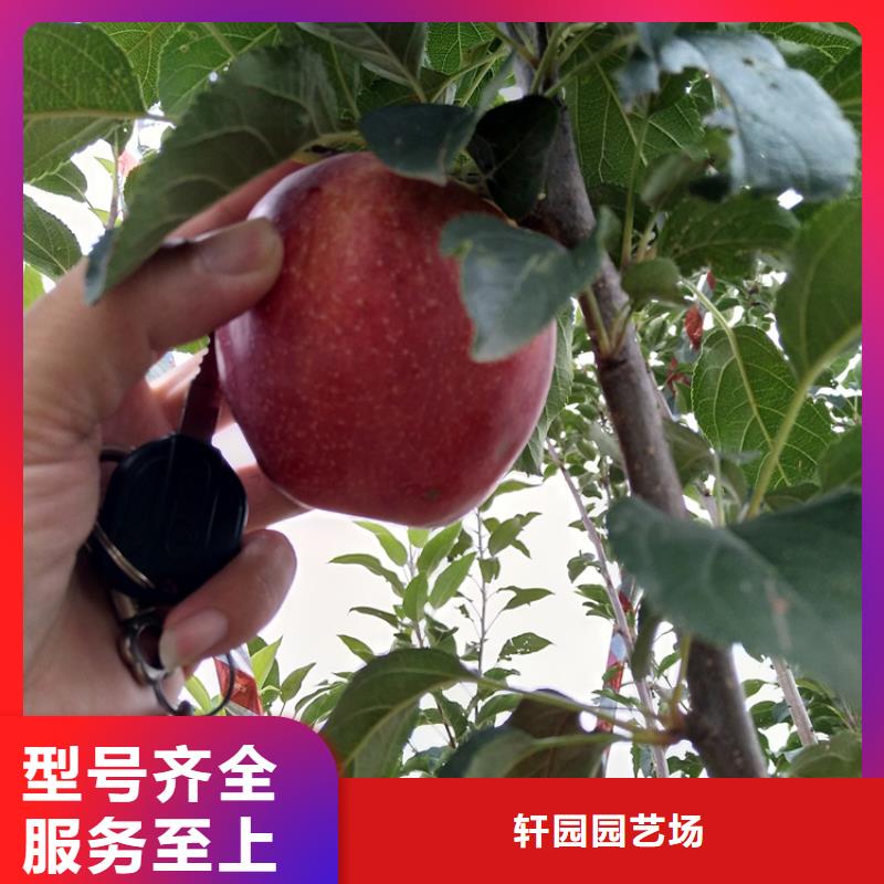 苹果梨树苗把实惠留给您