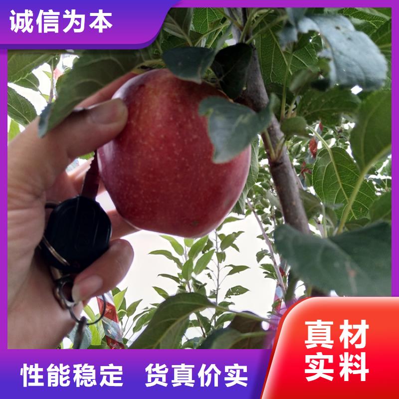 苹果树量大从优/轩园园艺场