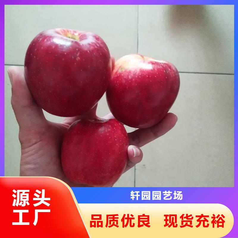 苹果3公分石榴苗质量安心