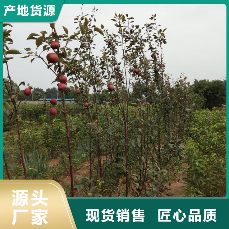 新品种苹果树苗成活率高