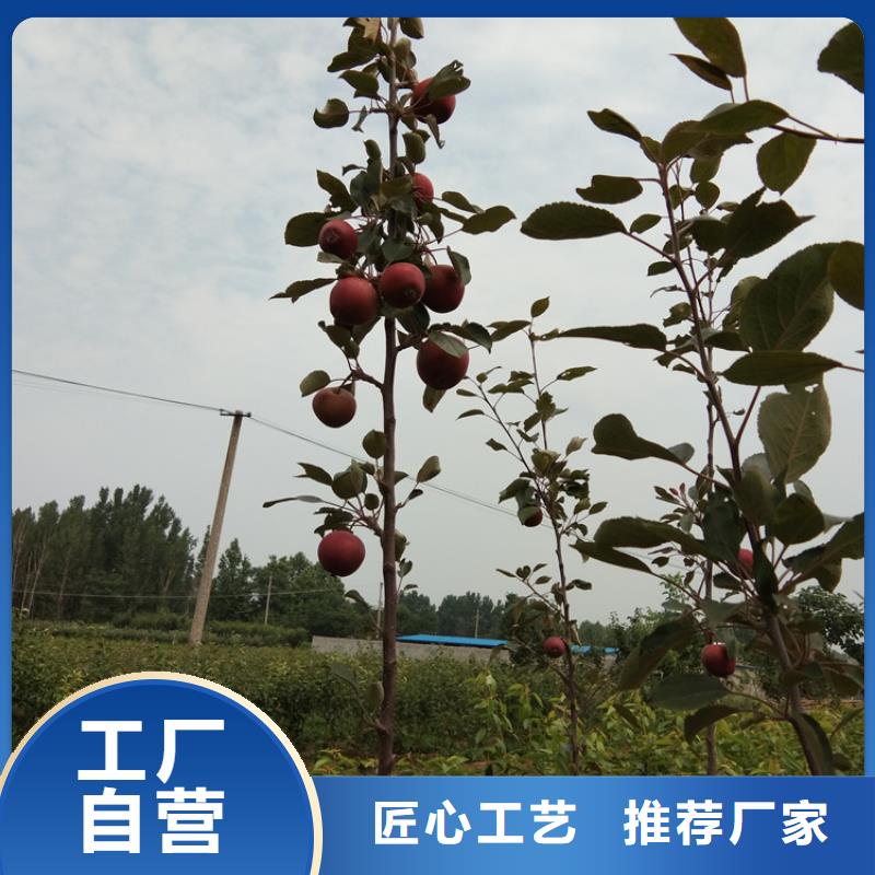 秦脆苹果苗全国发货/轩园园艺场