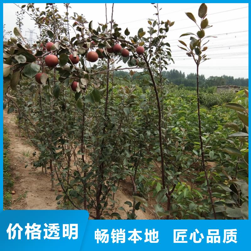 【苹果】蓝莓苗可放心采购