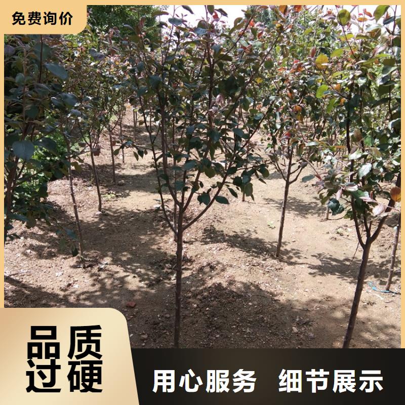 嫁接苹果树苗采摘园