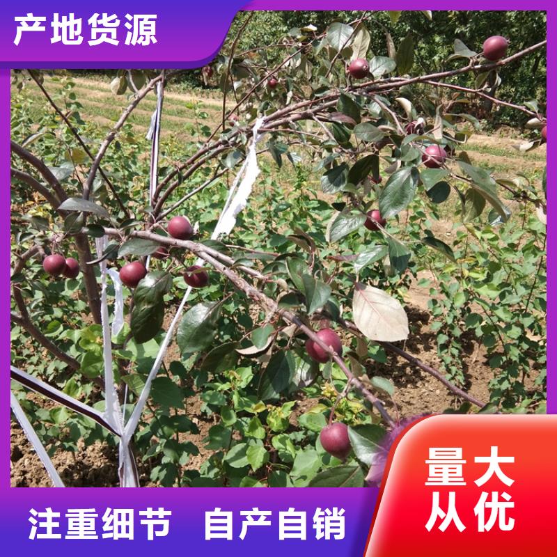 秦脆苹果苗全国发货/轩园园艺场