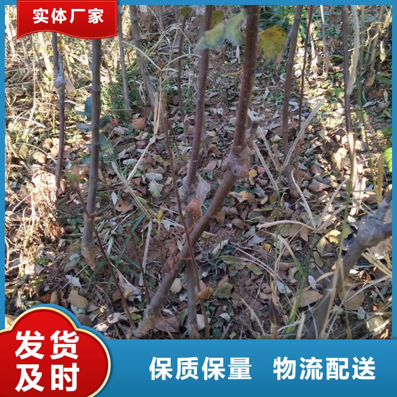 红肉苹果树苗直销价格/轩园园艺场