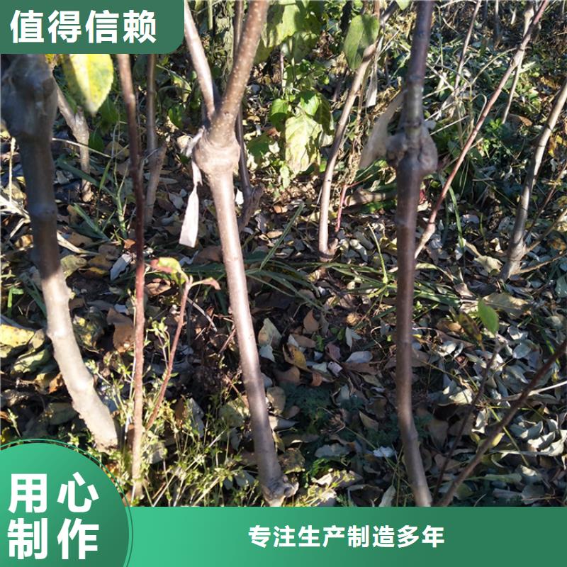 苹果-樱桃苗支持批发零售