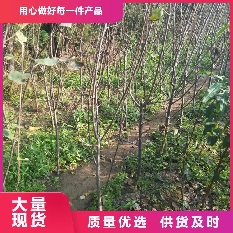 苹果-樱桃苗支持批发零售