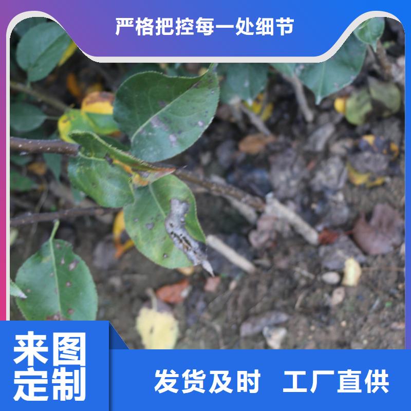 苹果李子苗细节之处更加用心