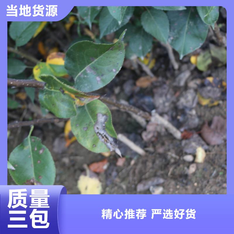 水蜜桃苹果苗适合种植地区