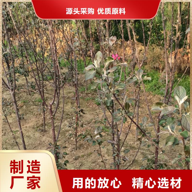 苹果蓝莓苗源厂定制