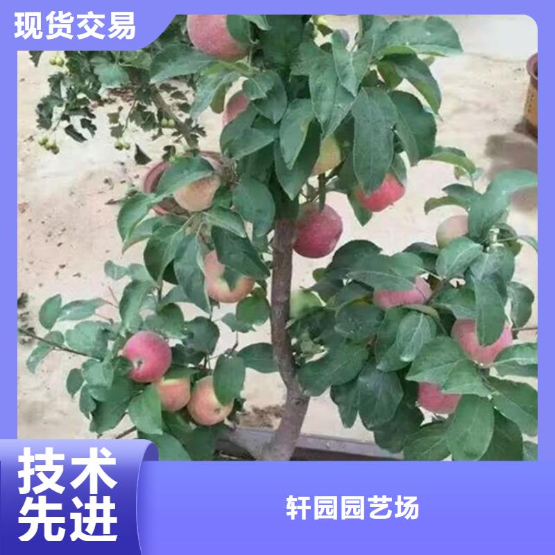 苹果【樱桃苗】量大从优