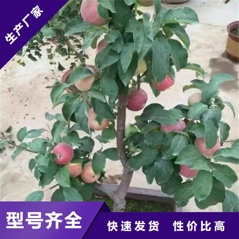 水蜜桃苹果苗适合种植地区