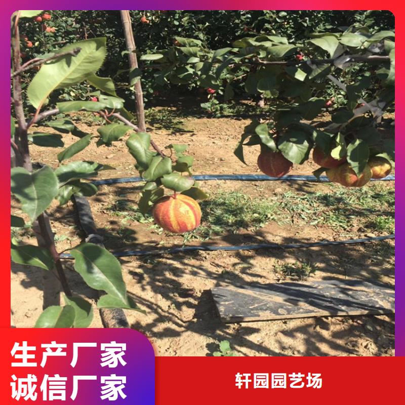 彩虹梨树苗育苗基地