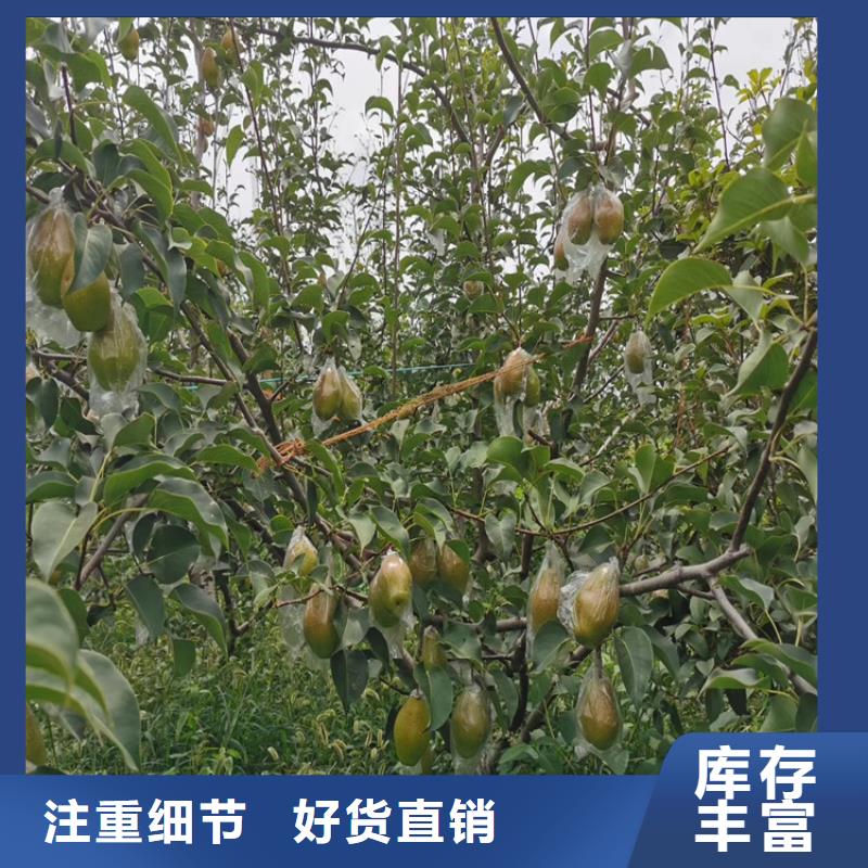红梨树苗种植技术