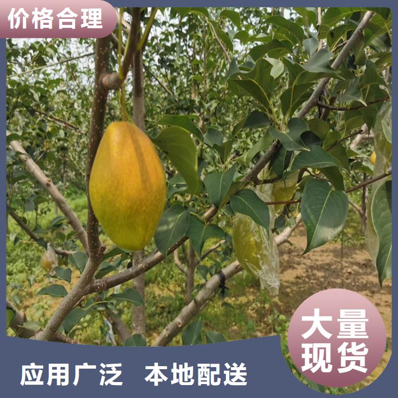 彩虹梨树苗适合种植地区