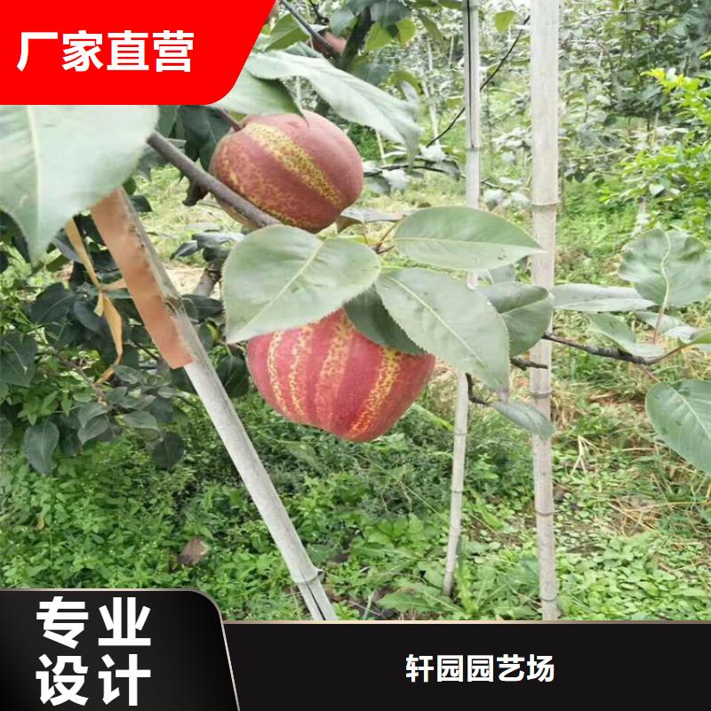 红梨树苗适合种植地区