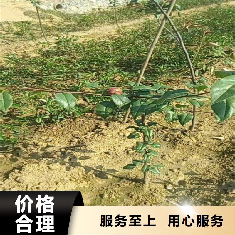 红梨树苗经济效益