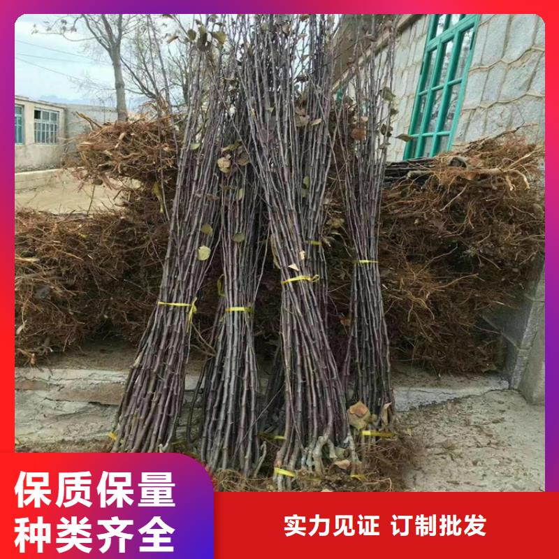 秋月梨树苗质优价廉