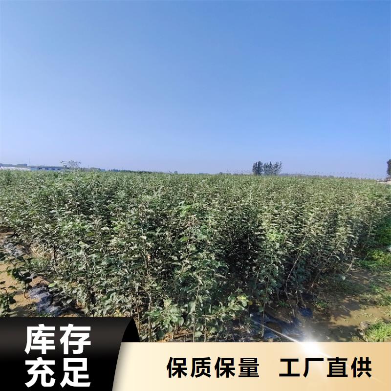 梨树,苹果苗用心做好每一件产品