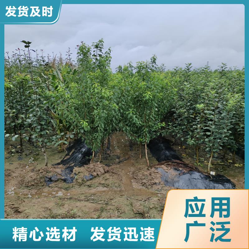 梨树樱桃苗详细参数