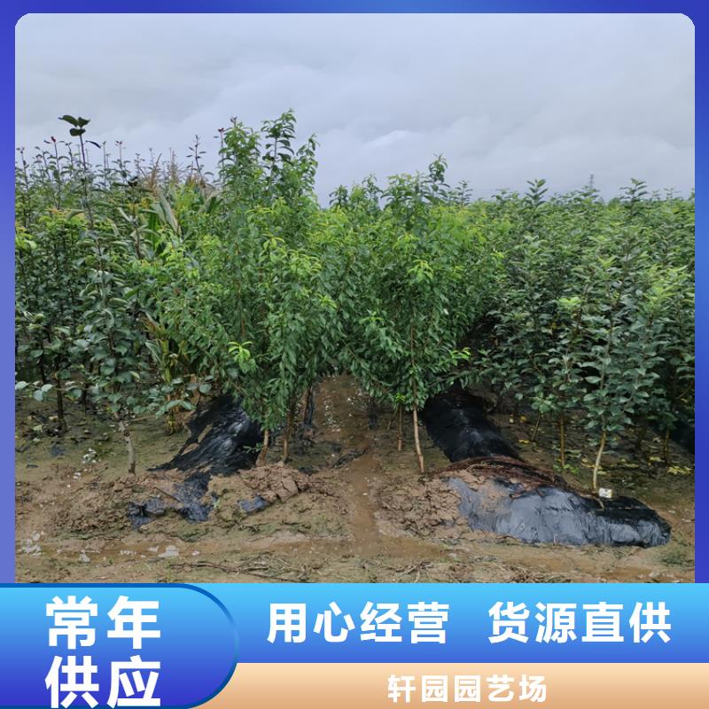 彩虹梨树苗基地