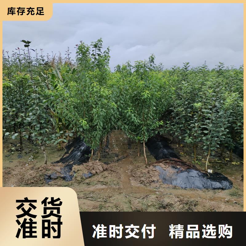 梨树,苹果苗用心做好每一件产品