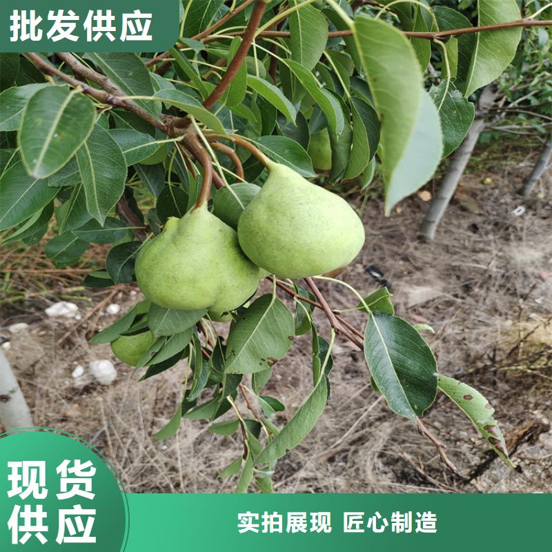 三红梨树苗批发价格