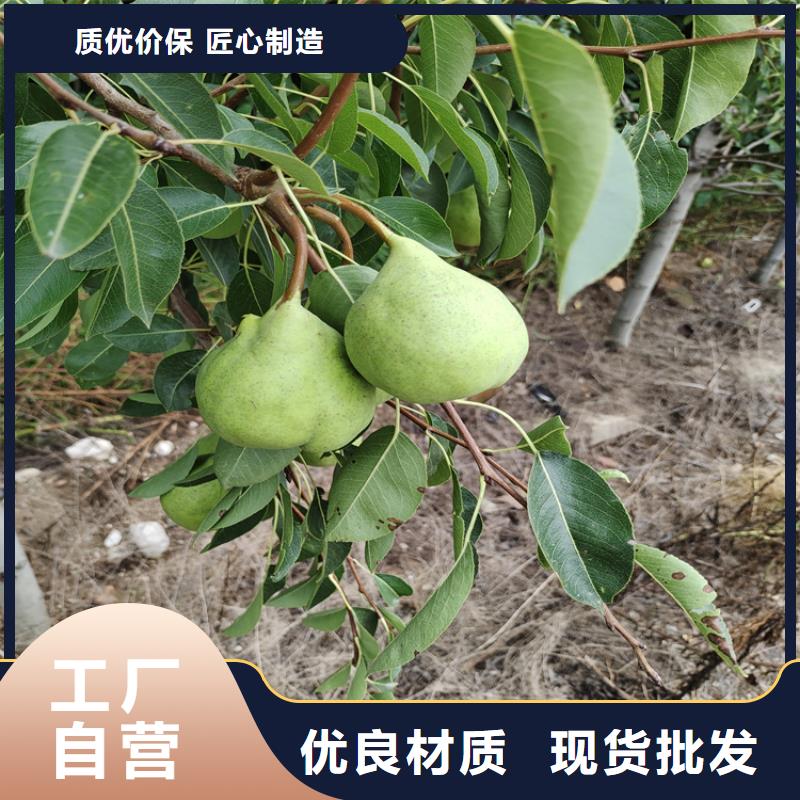 彩虹梨树苗适合种植地区