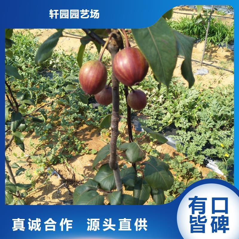 全红梨树苗适合种植地区