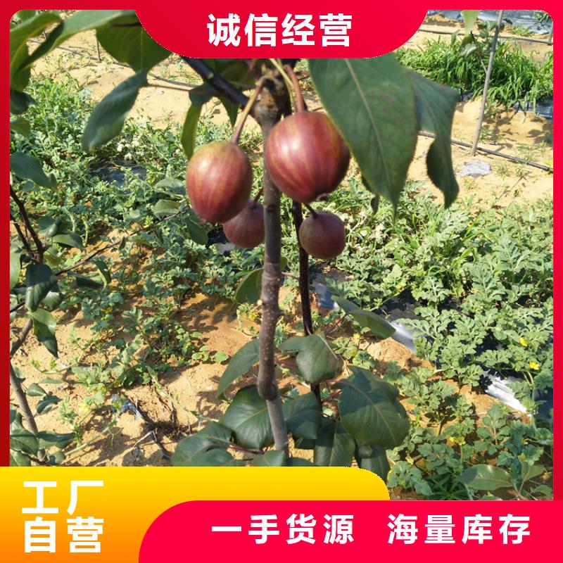 早酥红梨苗适合种植地区