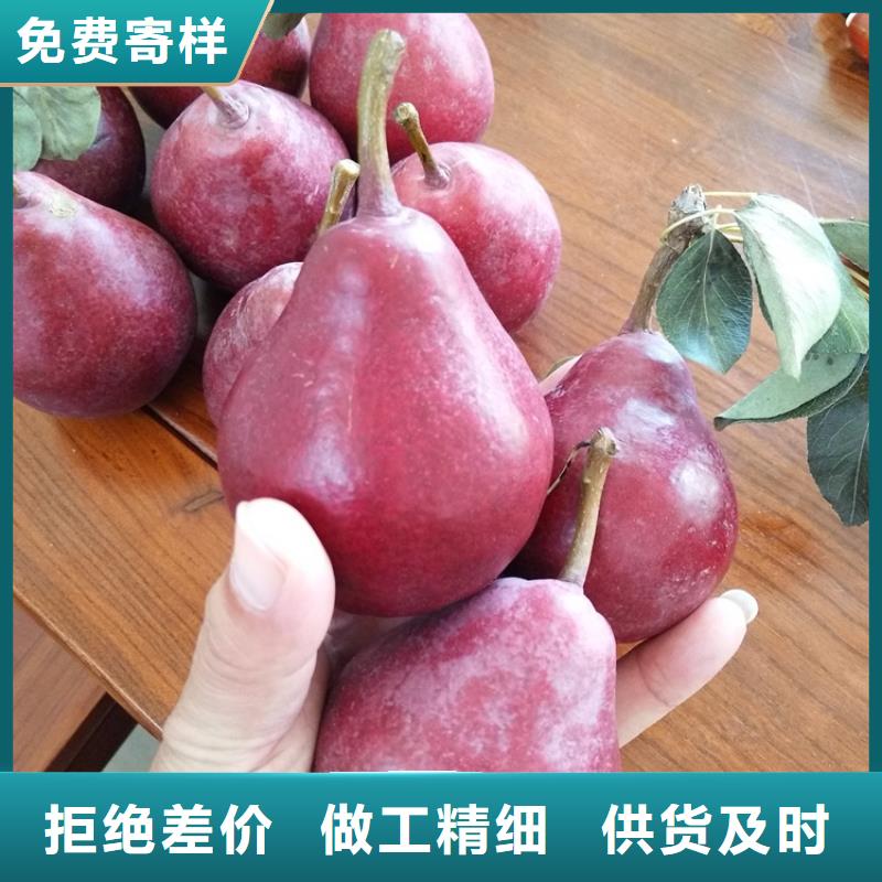 红梨苗种植管理技术
