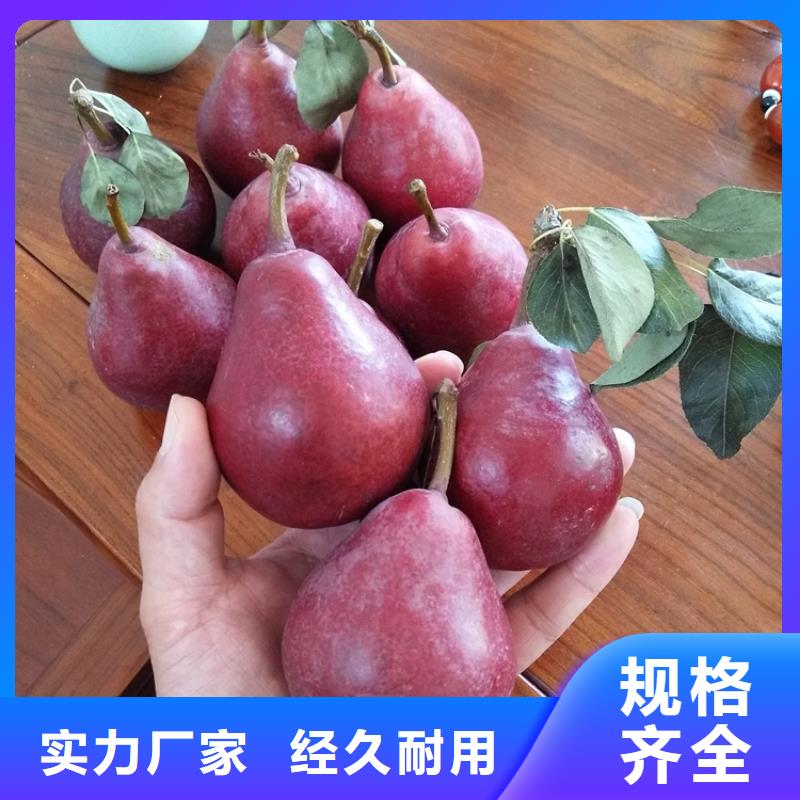 红梨树苗质优价廉