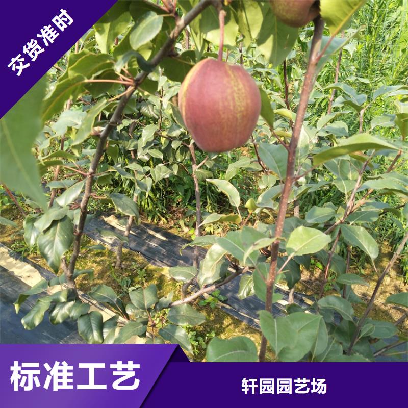 梨树苹果苗生产经验丰富