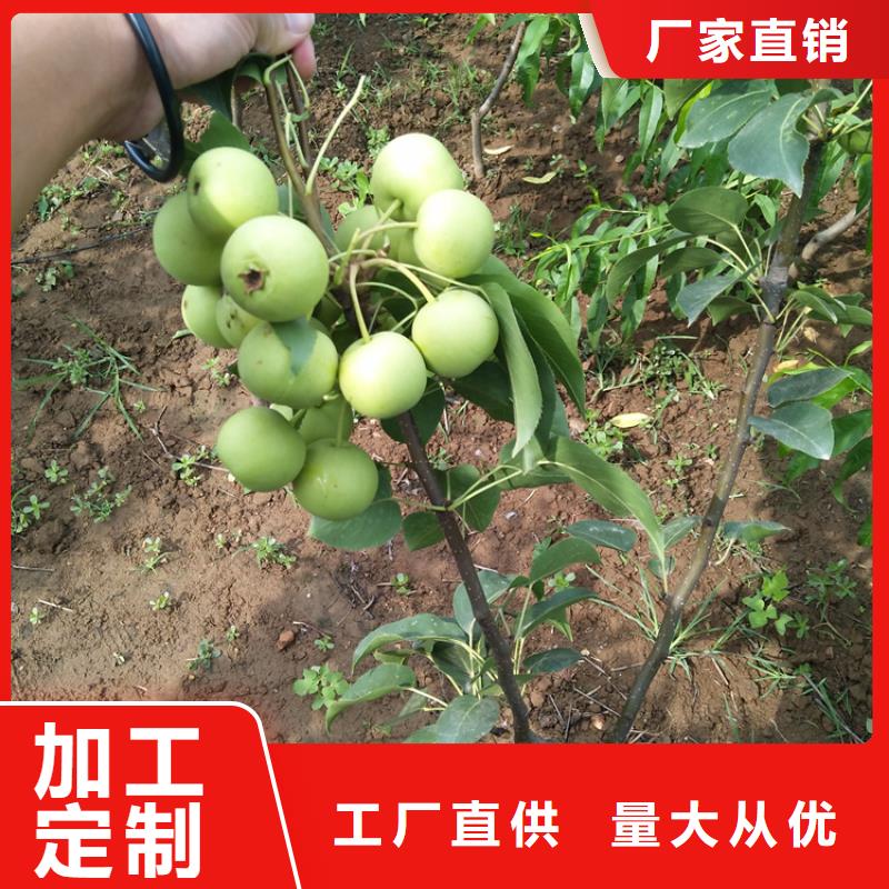 【梨树】_苹果苗现货