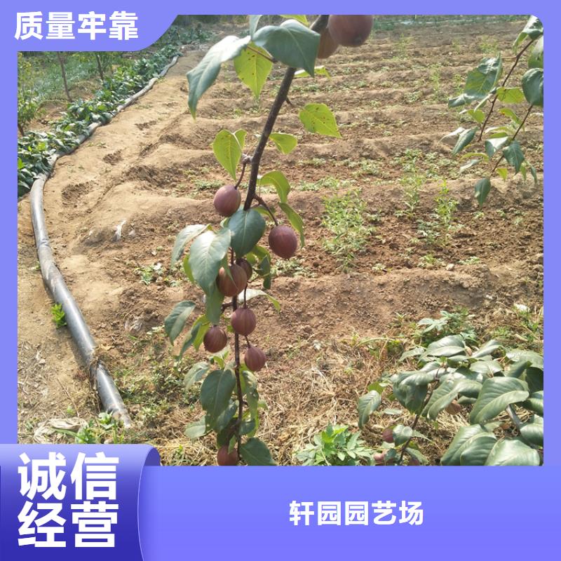 红梨苗种植管理技术