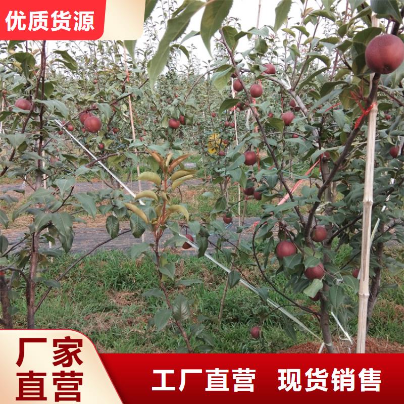 梨树苹果苗工程施工案例