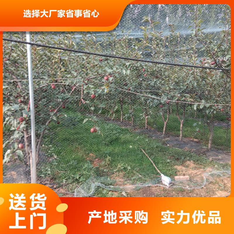 红梨苗种植技术