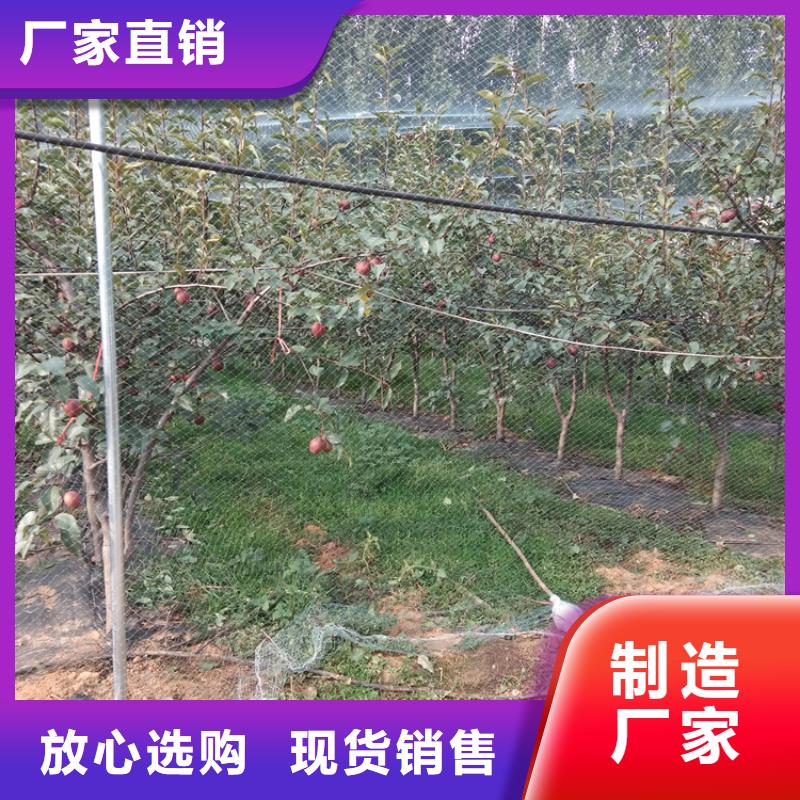 澳红梨苗种植管理技术/轩园园艺场