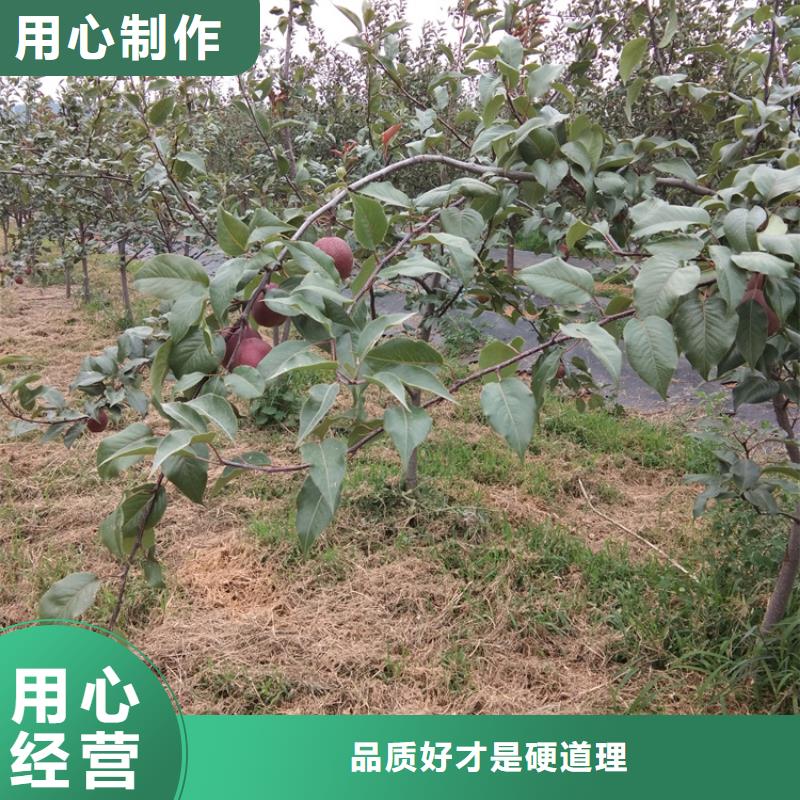 彩虹梨树苗适合种植地区