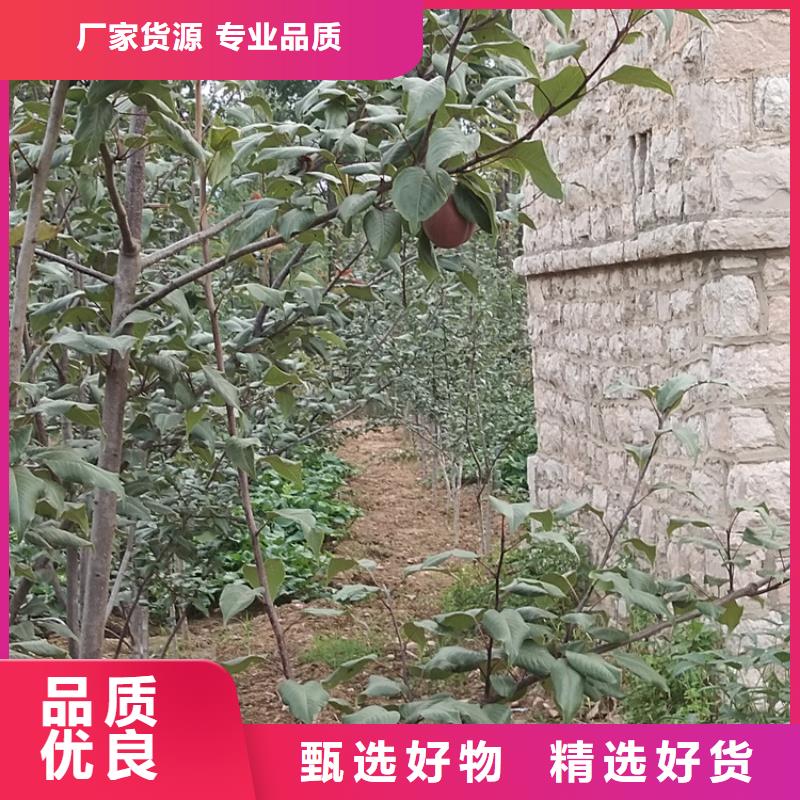 梨树苹果苗细节严格凸显品质