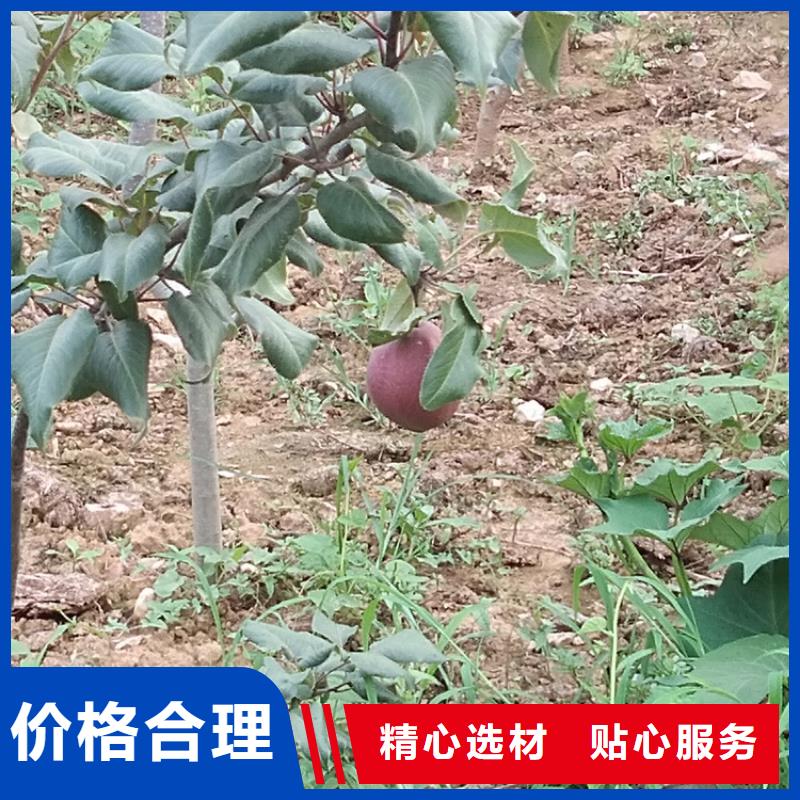 彩虹梨树苗育苗基地