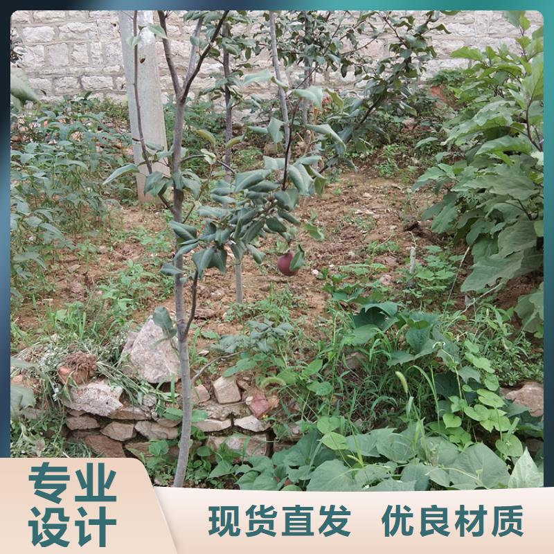 嫁接梨树苗适合种植地区