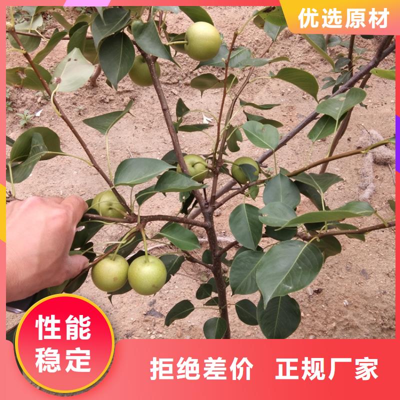 彩虹梨树苗适合种植地区