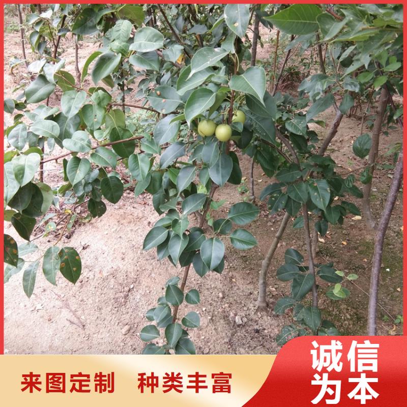 梨树苹果苗工程施工案例