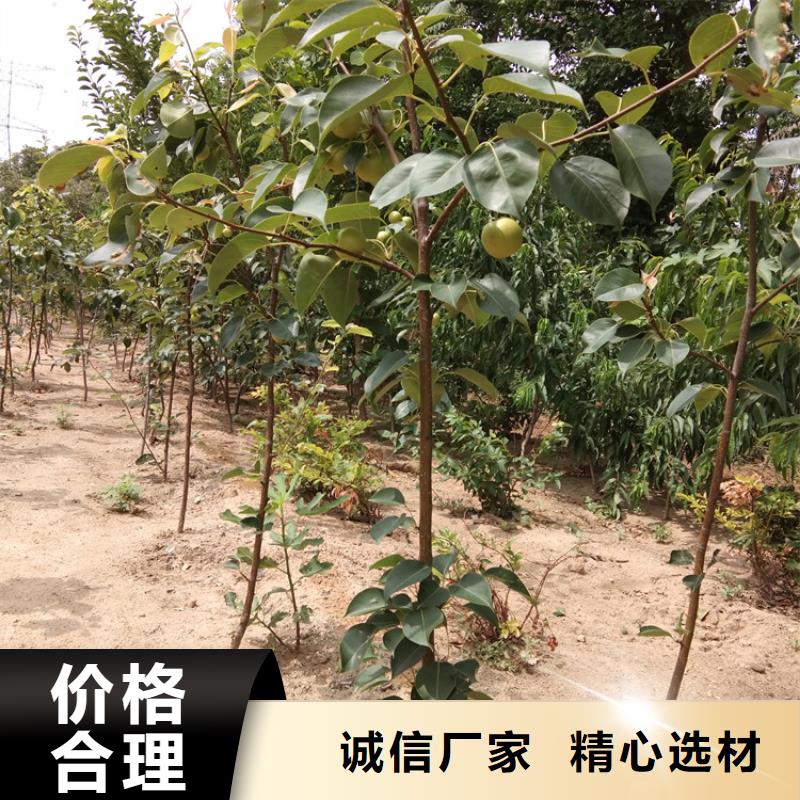 彩虹梨树苗露天种植