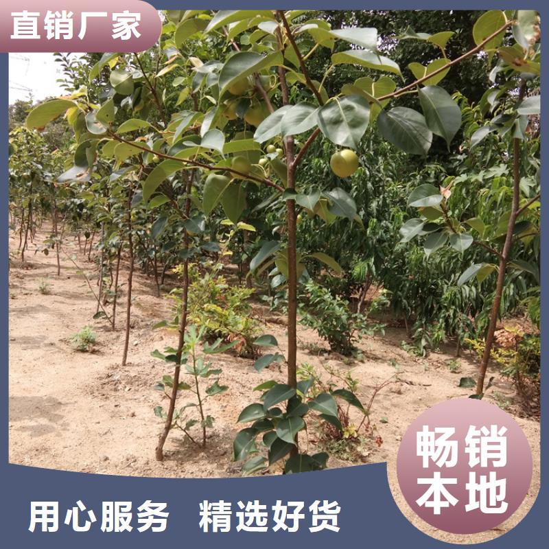 彩虹梨树苗适合种植地区