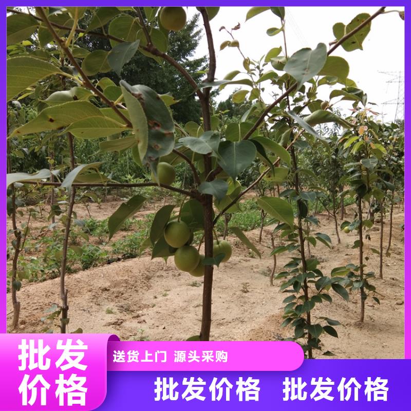 红梨苗种植技术