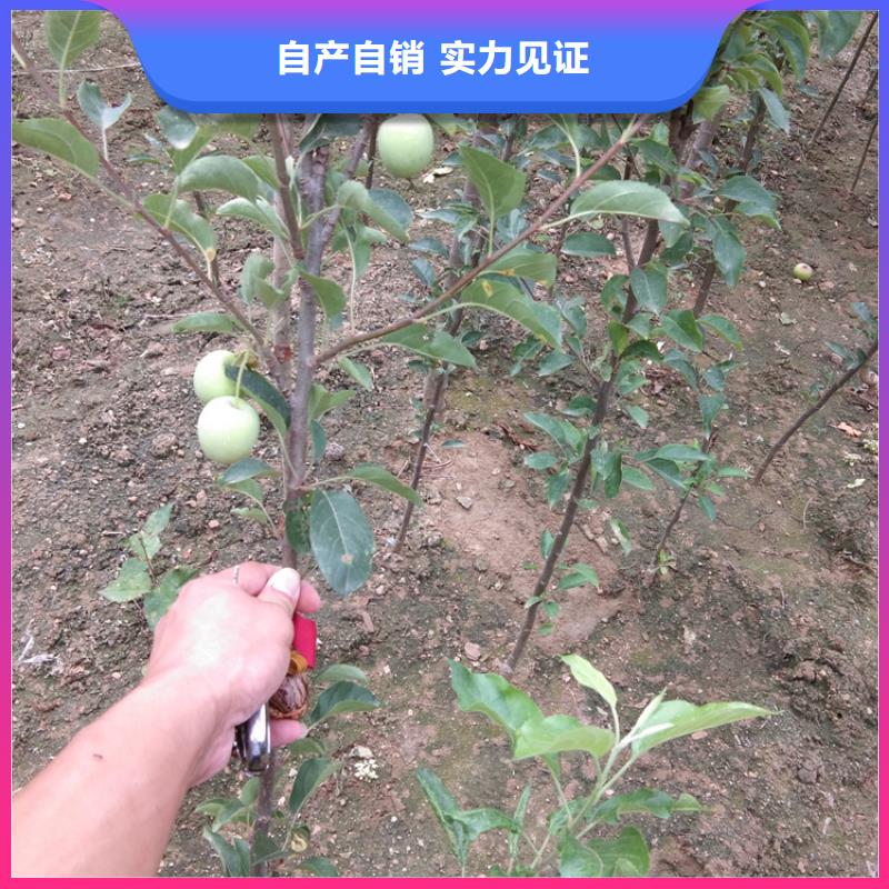 彩虹梨树苗适合种植地区