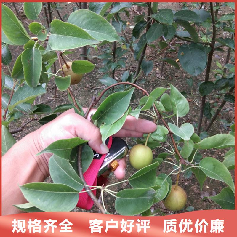 全红梨树苗适合种植地区