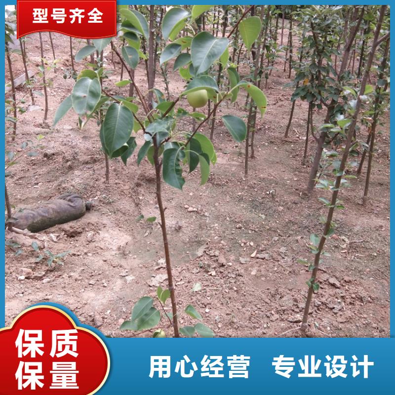 红梨树苗基地直销